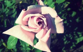 使用早孕试纸准不准